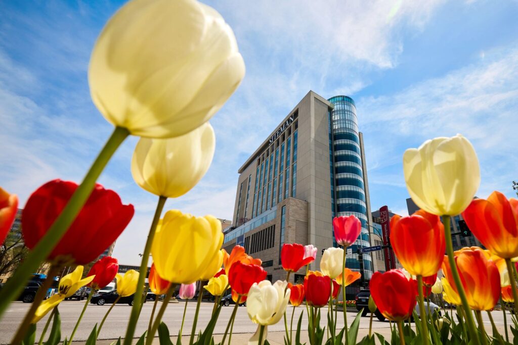 Spring tulips adorn the medians at Forest Park Avenue and Kingshighway near Siteman Cancer Center