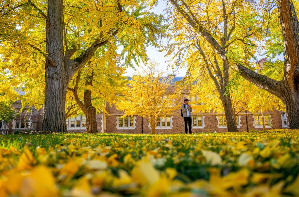 Student stands in the Ginkgo Allee full of bright yellow foliage