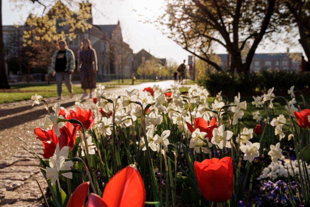 Students walk past daffodils and tulips alongside campus pathway